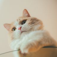 菜奈さんのアイコン画像