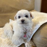 犬が可愛いすぎる2さんのアイコン画像