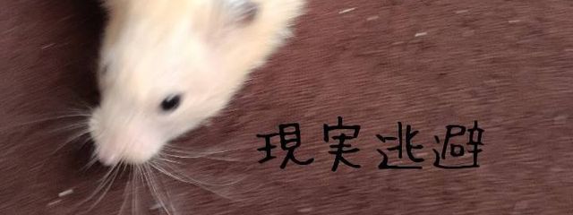 🍬 ぴょんぴょん .🐇さんの壁紙画像