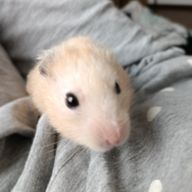 🍬 ぴょんぴょん .🐇さんのアイコン画像