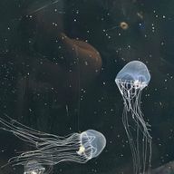 ここち🍵💕さんのアイコン画像