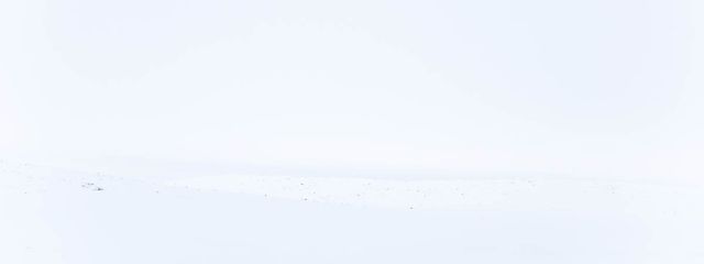 只者さんの壁紙画像