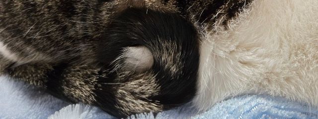 ふぁさんの壁紙画像