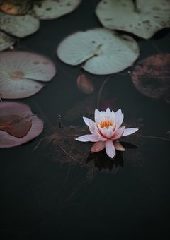 一言日記