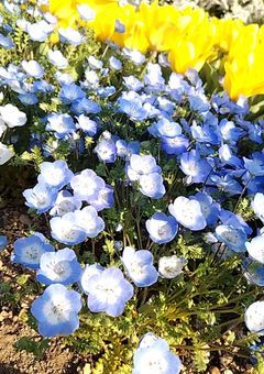 オリキャラ学園