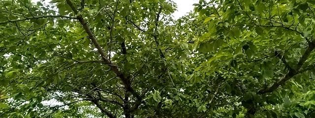 ソウバナ(活動休止)さんの壁紙画像