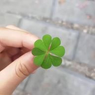 ラムネさんのアイコン画像