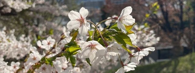 K a n a t a ch.さんの壁紙画像