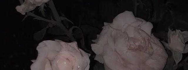 Reiさんの壁紙画像