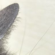 わっぽーさんのアイコン画像