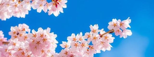 シャシャさんの壁紙画像