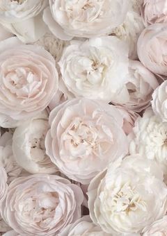 THERAMPAGEの紅一点は口の悪い女の子でした Verやましょー