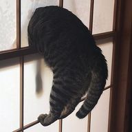 satumaimoさんのアイコン画像