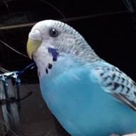 おまめさんのアイコン画像