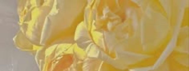 蘭音/らん #1番ちゃんとペア画中♡さんの壁紙画像