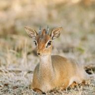 シオンさんのアイコン画像