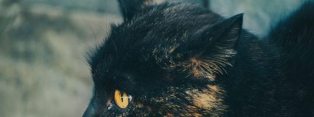 ガットネロさんの壁紙画像