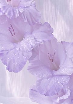 毒舌リベロさん、実はブラコンです。