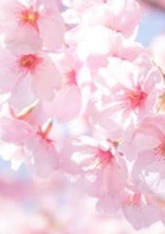 学パロ！私立【幻桜塔学園】