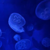 たまごさんのアイコン画像