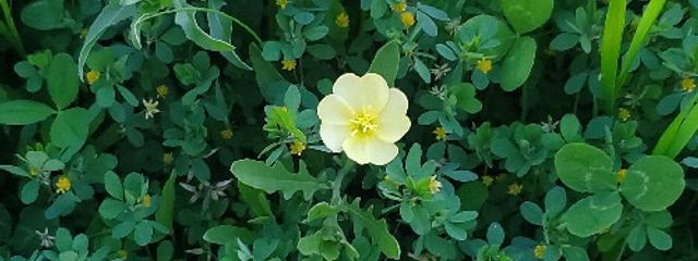 岩神さんの壁紙画像