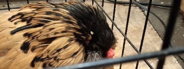 葵?さんの壁紙画像