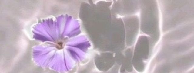 咲稀さんの壁紙画像