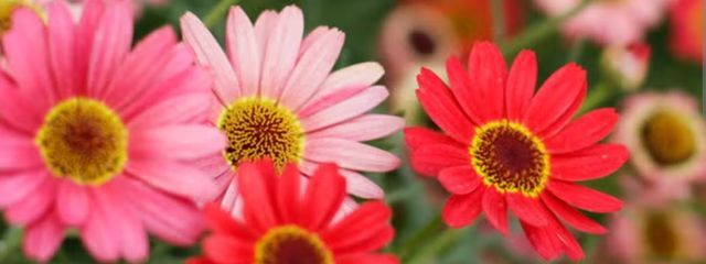 水瀬 梓香さんの壁紙画像