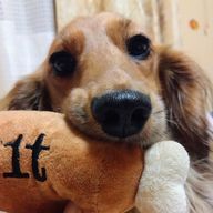 ここちゃんさんのアイコン画像