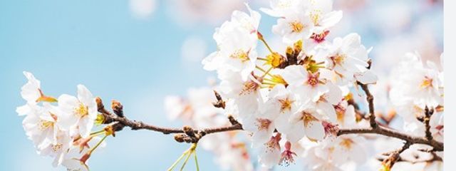 Quin  さんの壁紙画像