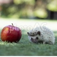 Quin  さんのアイコン画像