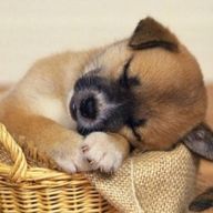 ちゅー犬さんのアイコン画像