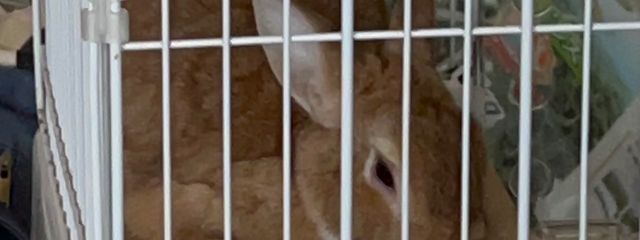 ロッキーさんの壁紙画像