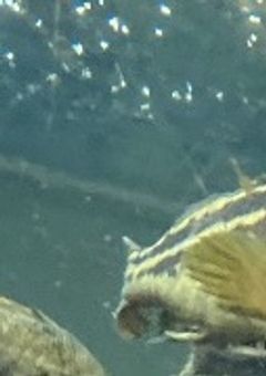 惚れた隣の家の人は学校1の陰キャでした【ampr】