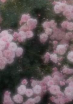 《　春は、訣別の為　》