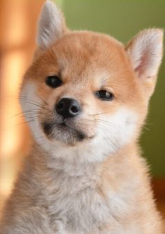 犬になっても愛してくれますか？