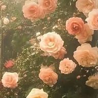 ＆アンパサンド＆さんのアイコン画像