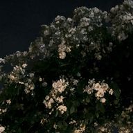 mさんのアイコン画像