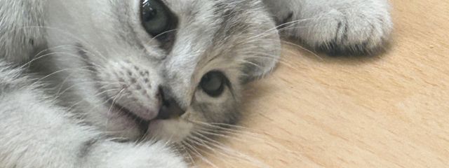 あさんの壁紙画像