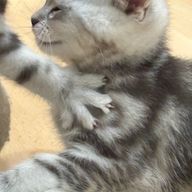 あさんのアイコン画像