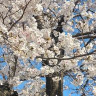 もかさんのアイコン画像