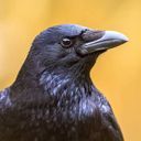 ツッコミの烏🐦‍⬛