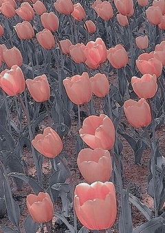 いらすとざつだん