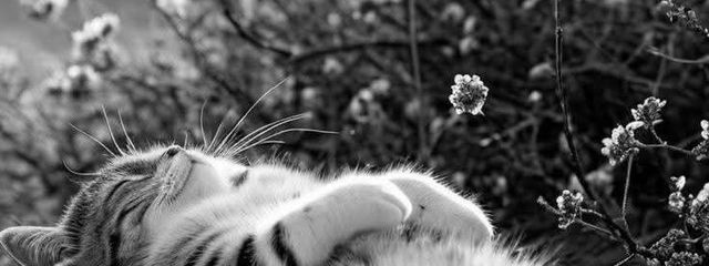 ぱこさんの壁紙画像