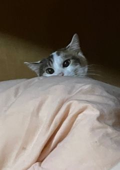 猫日記！！