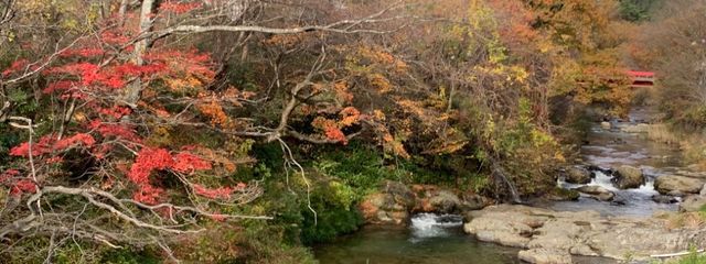 莉理亜さんの壁紙画像