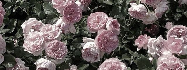 睡蓮さんの壁紙画像