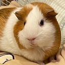 とっとこハム太郎