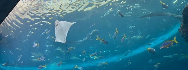 ️ｺﾊﾞﾔｼ ﾀﾞﾖ  @低浮上さんの壁紙画像