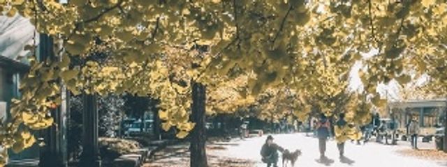 皇 翠蘭さんの壁紙画像